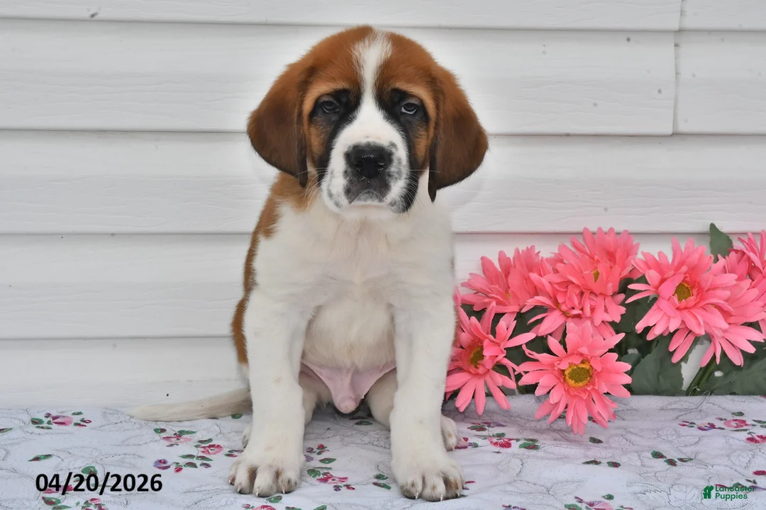 Saint Bernard dogs for sale: Buddy - Ad 1