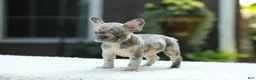 French Bulldog dogs for sale: Joy - Ad 7