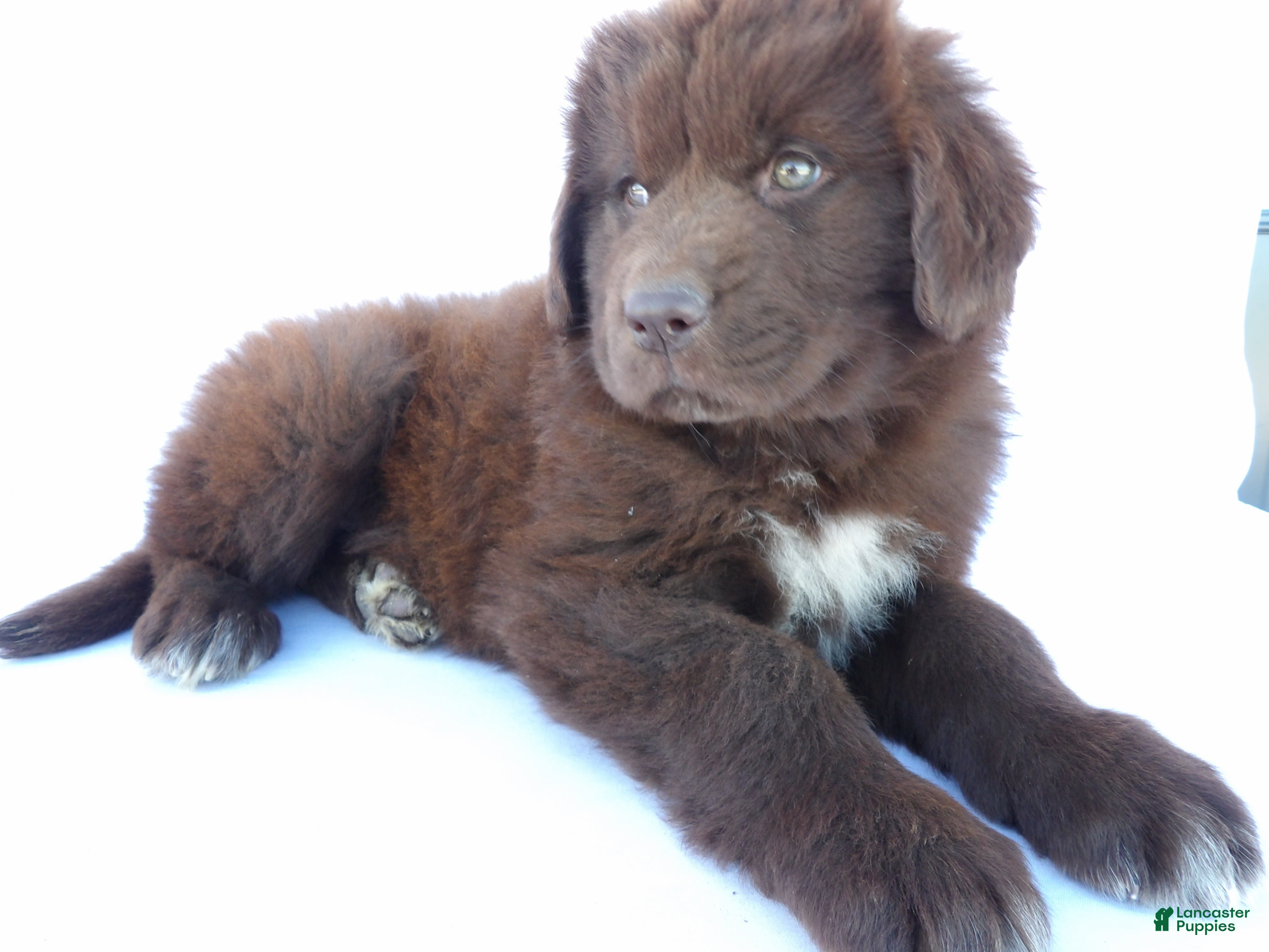 Newfoundland dogs for sale: Luna - Ad 2
