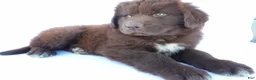 Newfoundland dogs for sale: Luna - Ad 2