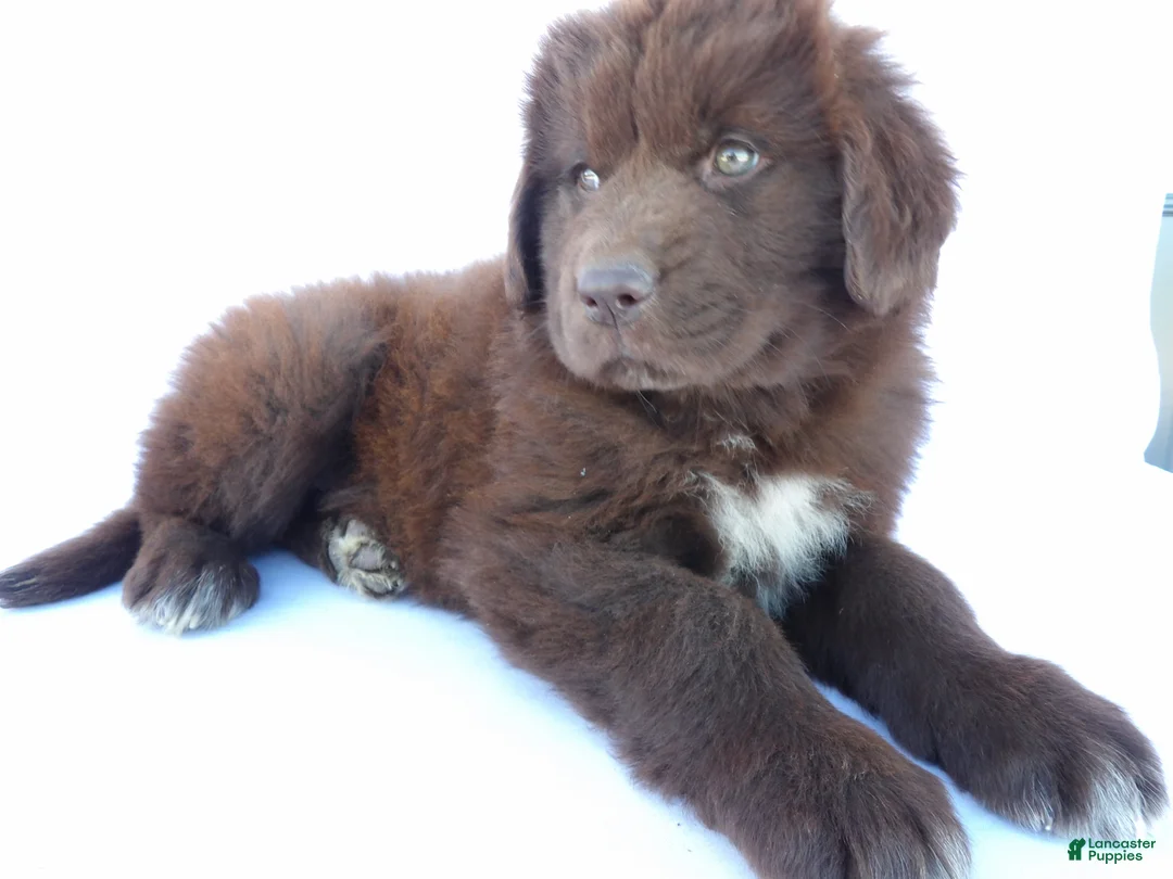 Newfoundland dogs for sale: Luna - Ad 2