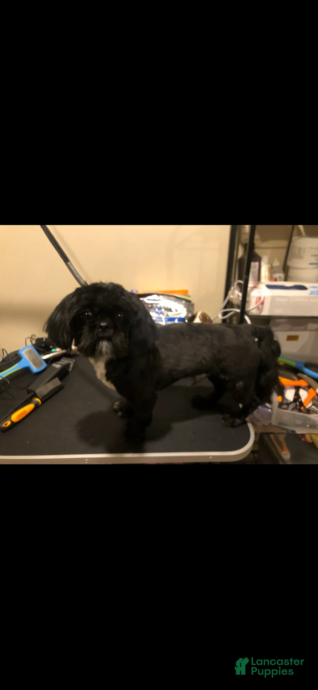 Shih Tzu dogs for stud: AKC male adult Shih Tzu  - Ad 7