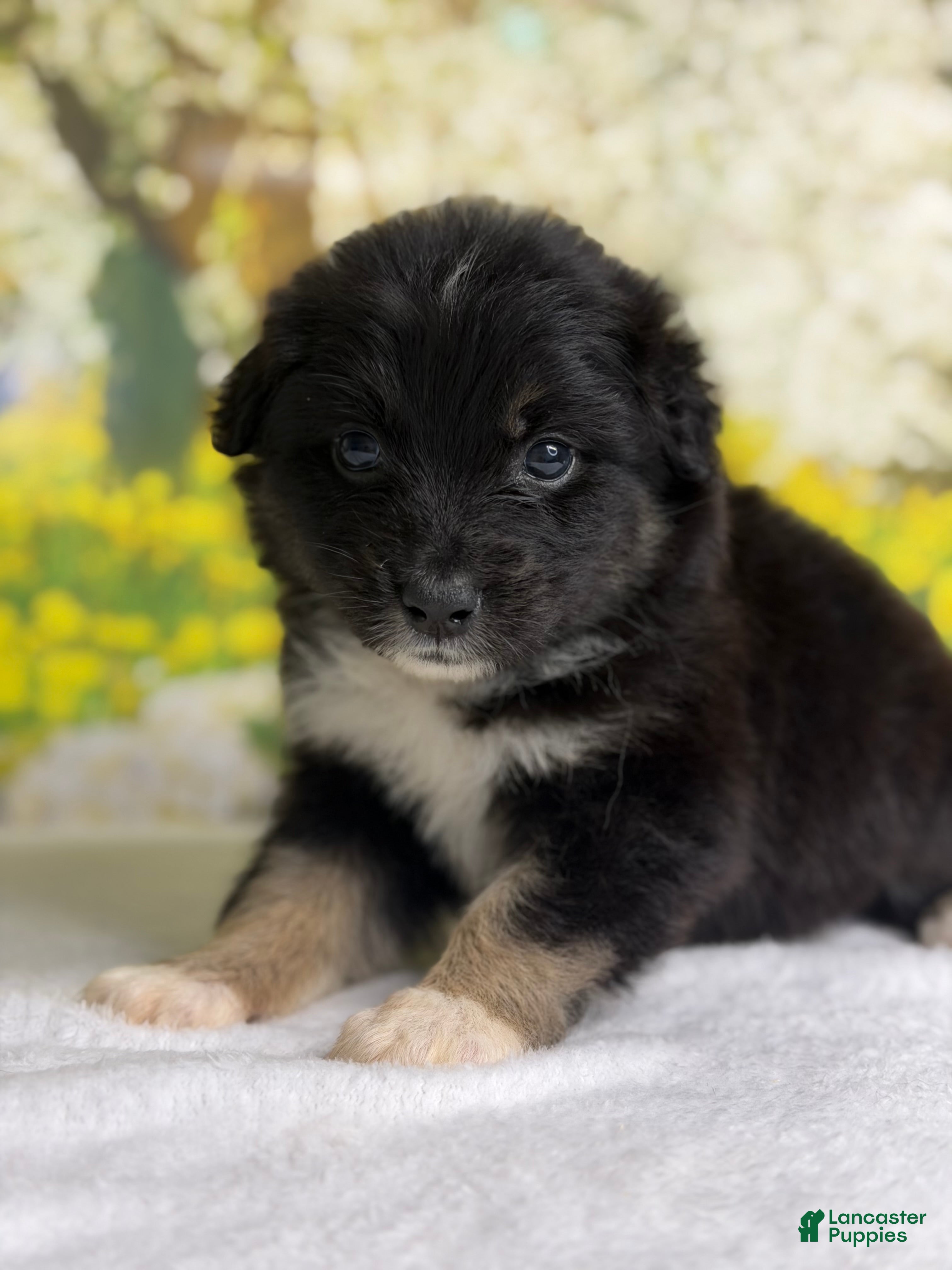 Australian Shepherd dogs Australian Shepherd Puppy 8 - Ad 1