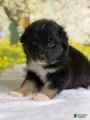 Australian Shepherd Puppy 8