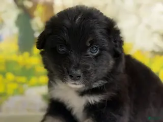 Australian Shepherd dogs for sale: Australian Shepherd Puppy 8 - Ad 1