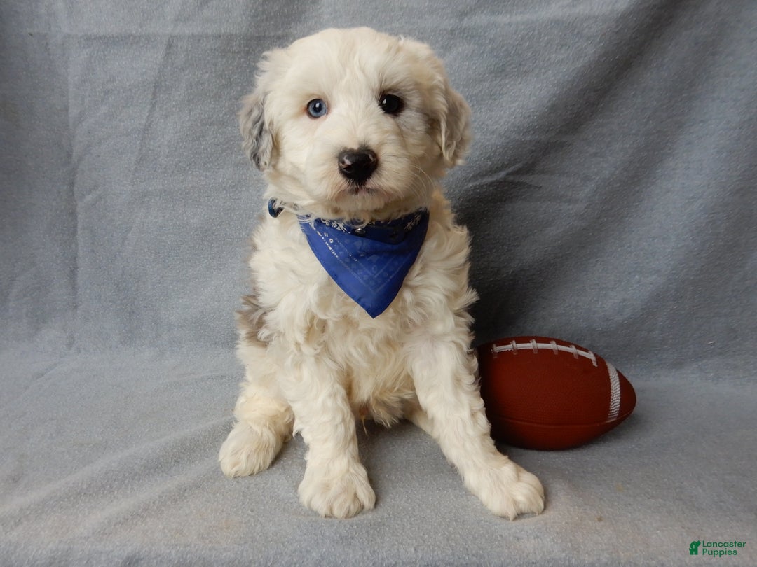 Sheepadoodle dogs for sale: Robby - Ad 5