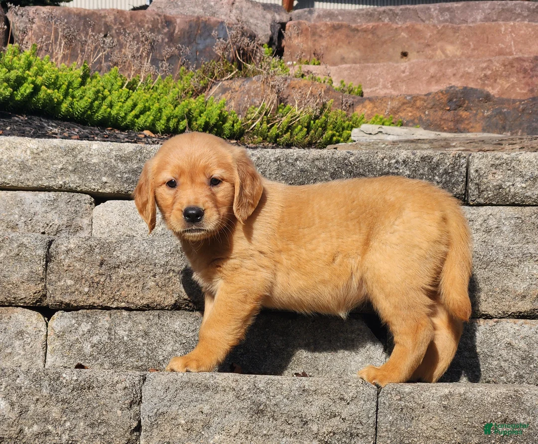 Golden Retriever dogs for sale: Chai - Ad 2