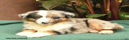 Miniature Australian Shepherd dogs for sale: Rascal - Ad 5