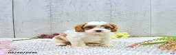 Cavapoo dogs for sale: Marlo - Ad 9
