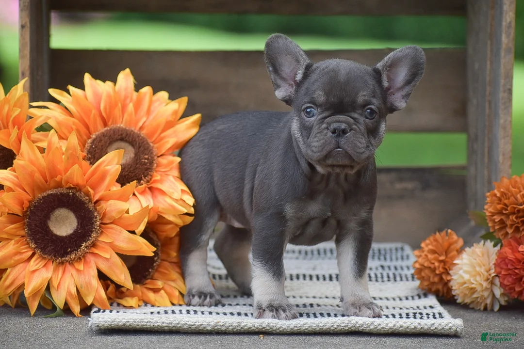 French Bulldog dogs for sale: Pansy - Ad 2