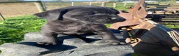 Cane Corso dogs for sale: Cooper - Ad 6