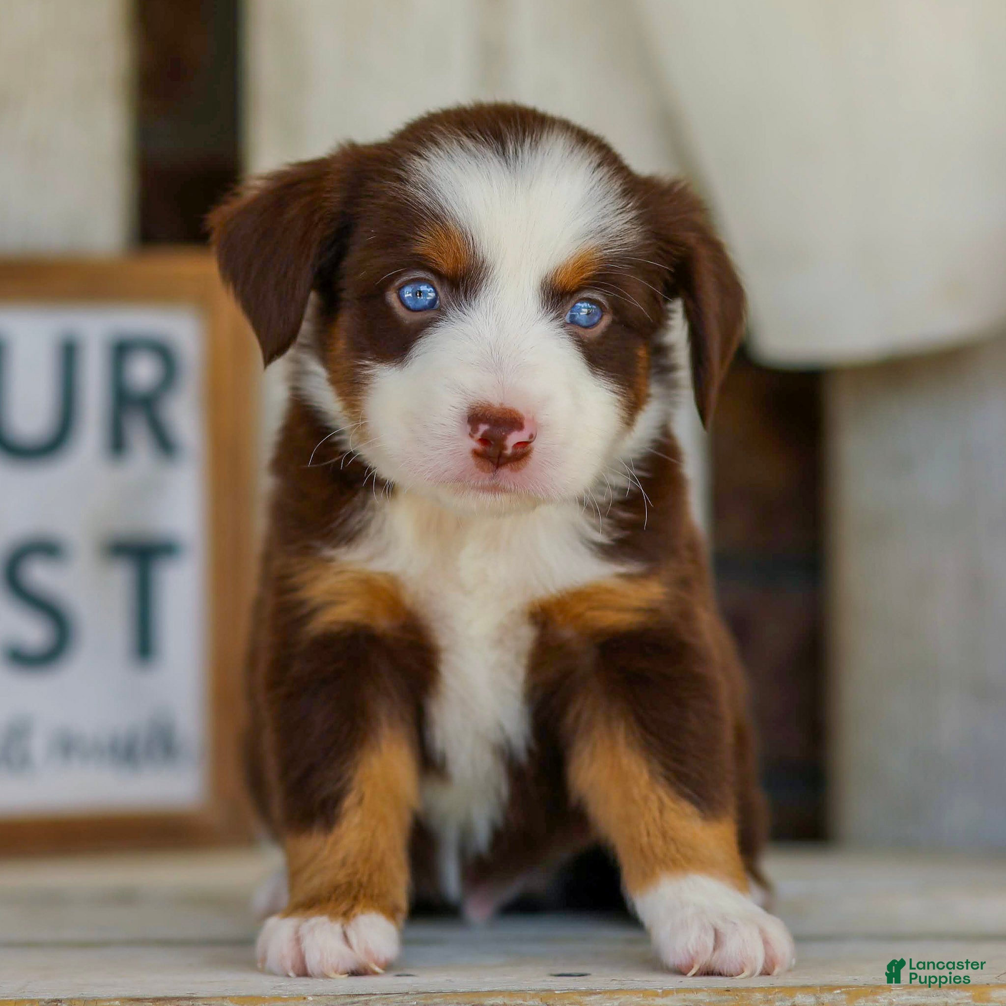 Miniature Australian Shepherd dogs Boone - Ad 2