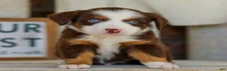 Miniature Australian Shepherd dogs for sale: Boone - Ad 2