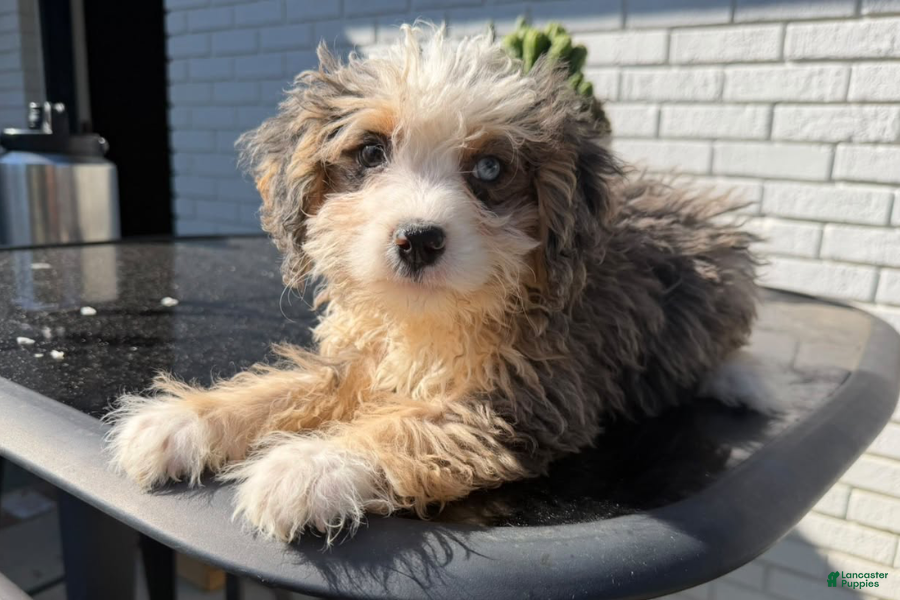 Mixed Breed dogs for sale: Concha - Ad 15