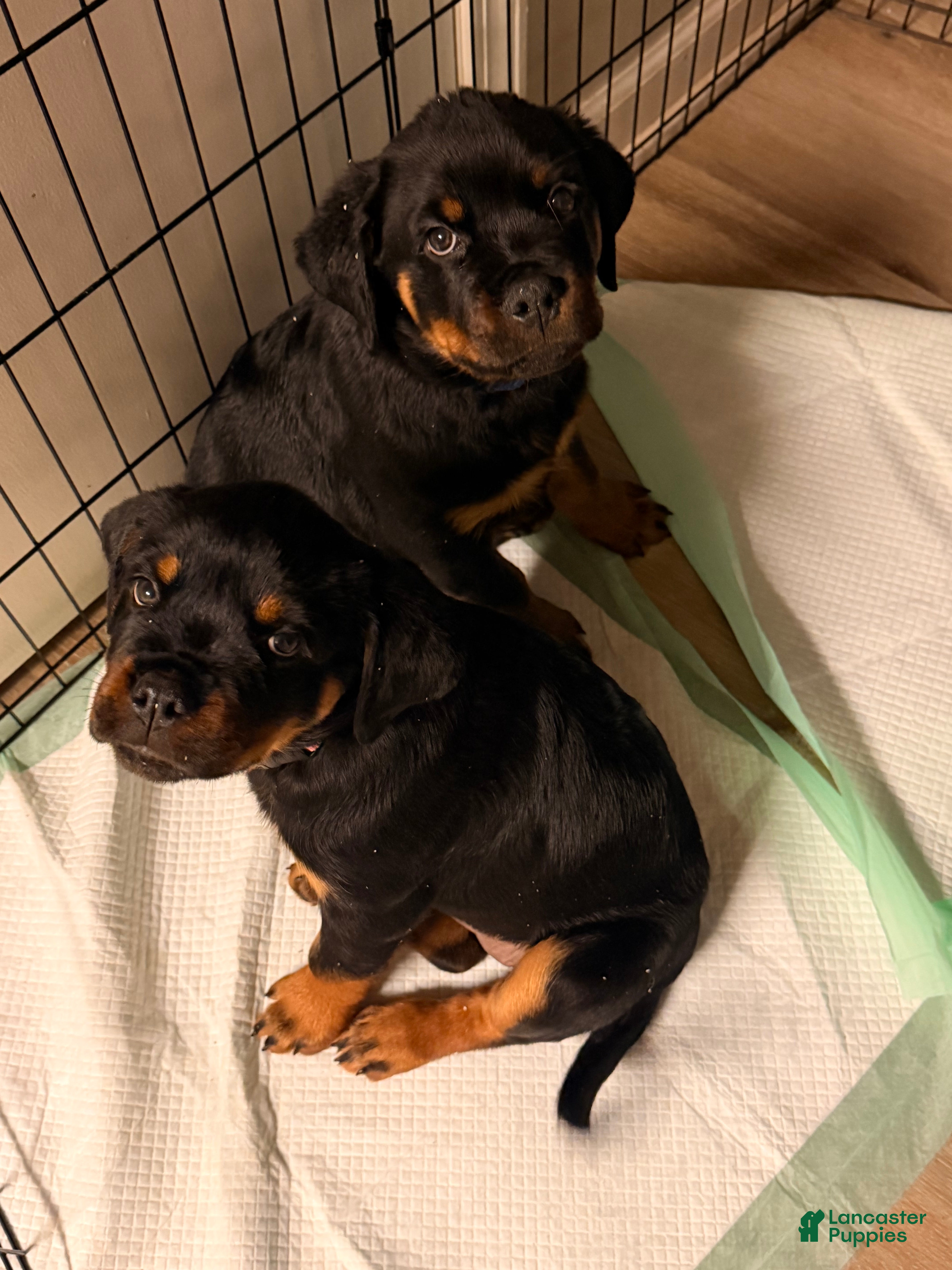 Rottweiler dogs Rottweiler 1 - Ad 20
