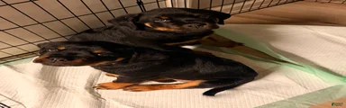 Rottweiler 1