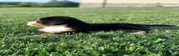 Bernese Mountain Dog dogs for sale: North - Ad 10