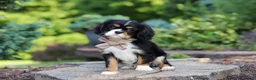 Cavalier King Charles Spaniel dogs for sale: Riley - Ad 6