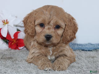 Cockapoo dogs - Ad 35