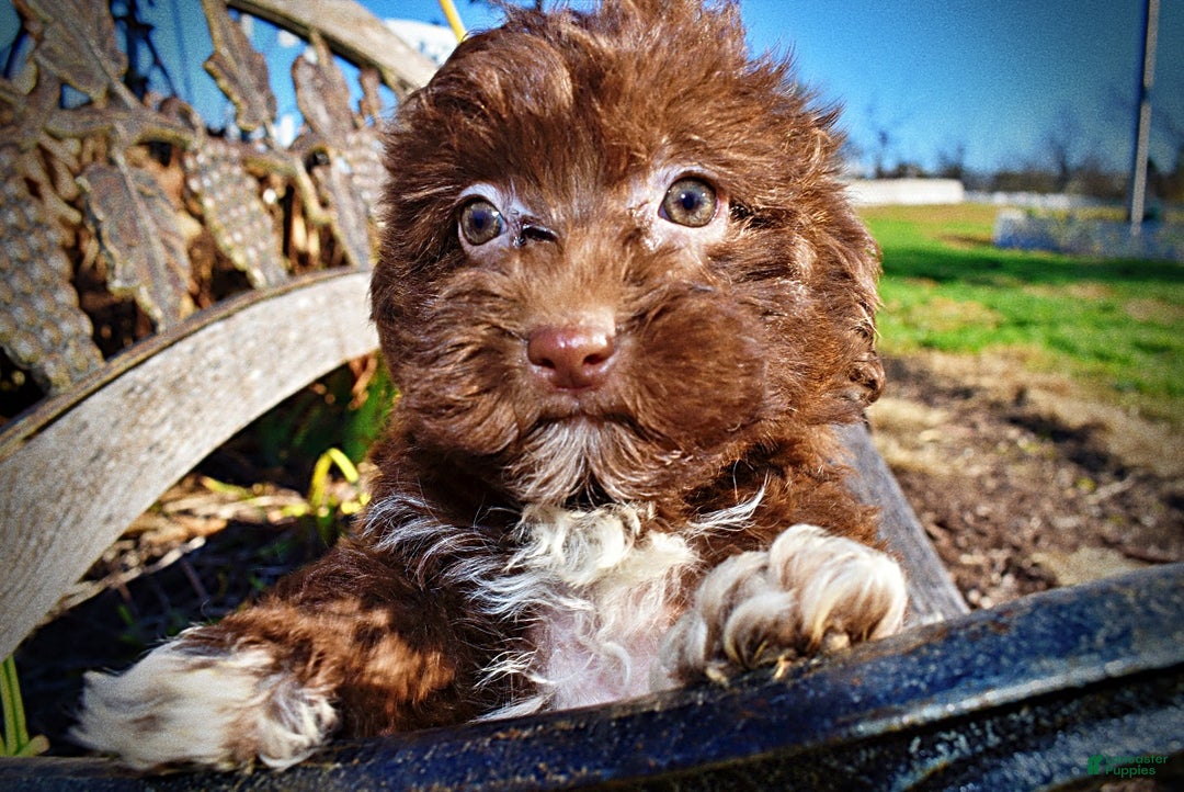 Havapoo dogs for sale: Sassy - Ad 5