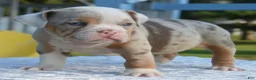 Mixed Breed dogs for sale: Maggie mini hybrid bulldog  - Ad 15