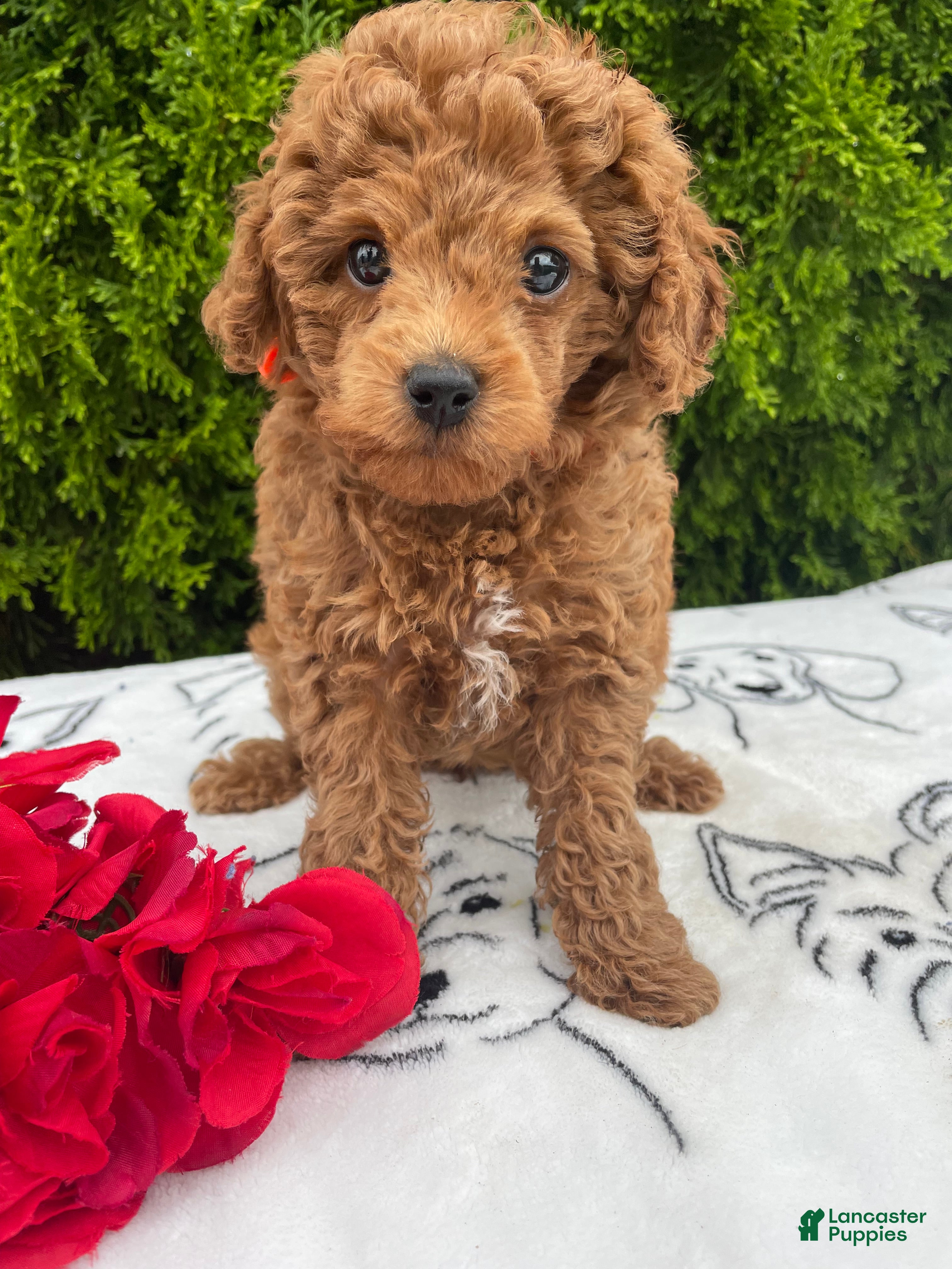 Toy Poodle dogs Ruby - Ad 1