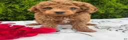 Toy Poodle dogs for sale: Ruby - Ad 1