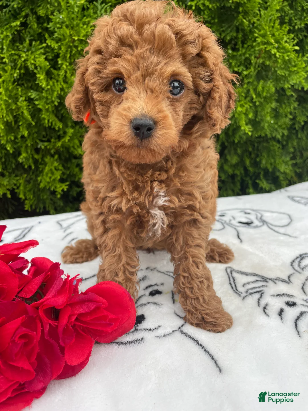 Toy Poodle dogs for sale: Ruby - Ad 1