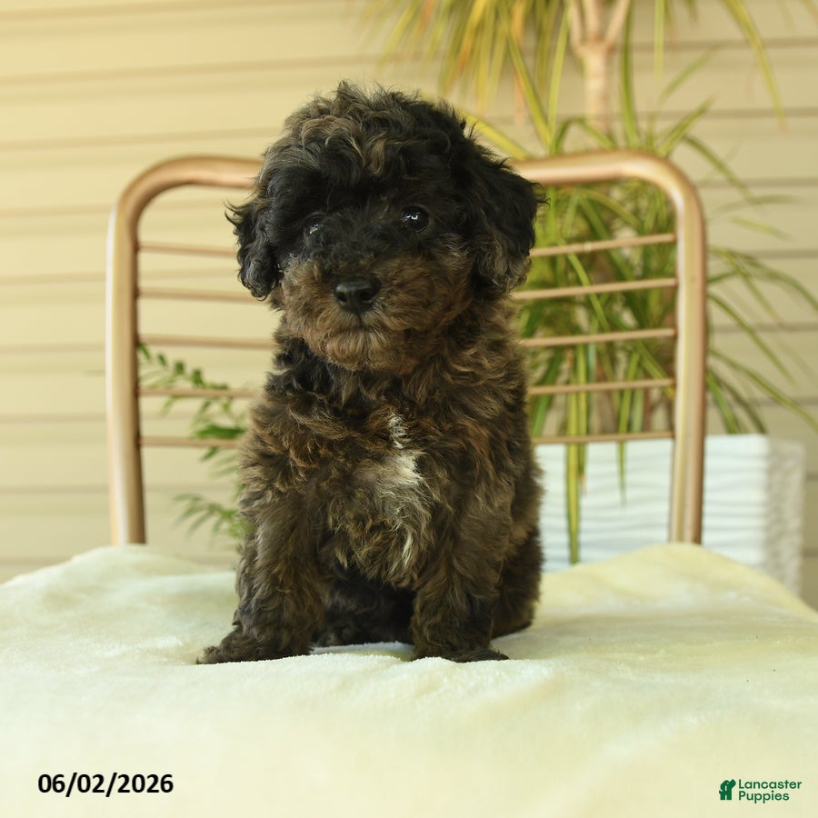 Miniature Poodle dogs for sale: Queenie - Ad 5