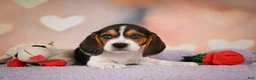 Beagle dogs for sale: OSCAR - Ad 5