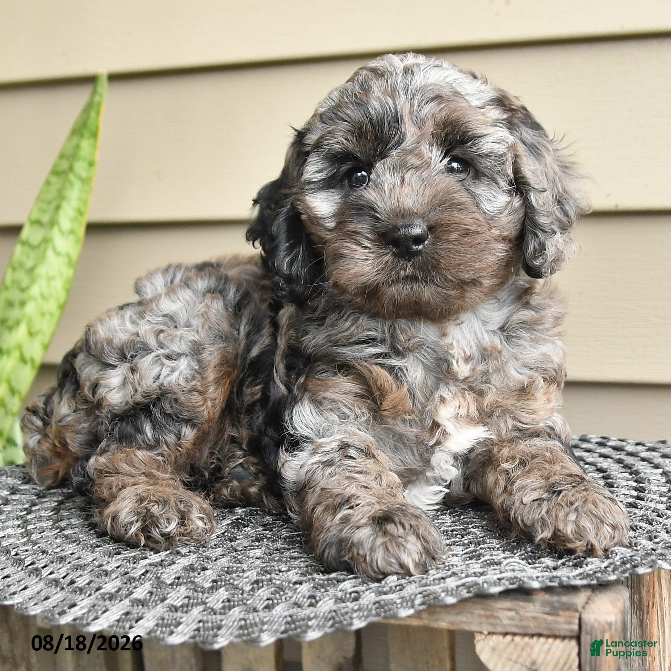 Cockapoo dogs Baily - Ad 2