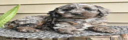 Cockapoo dogs for sale: Baily - Ad 2