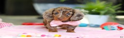 Dachshund dogs for sale: Avery - Ad 7