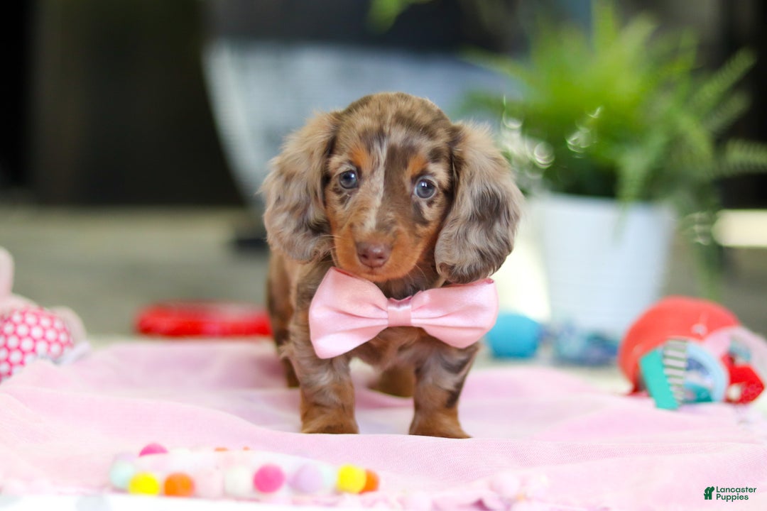 Dachshund dogs for sale: Avery - Ad 7