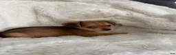 Mixed Breed dogs for sale: Mixed Breed 1 - Ad 7