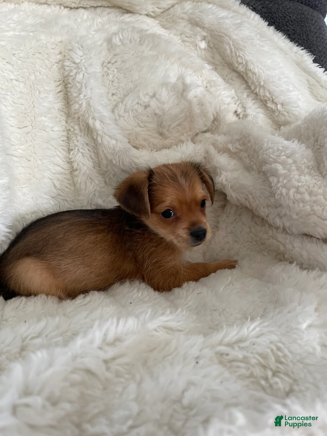 Mixed Breed dogs for sale: Mixed Breed 1 - Ad 7