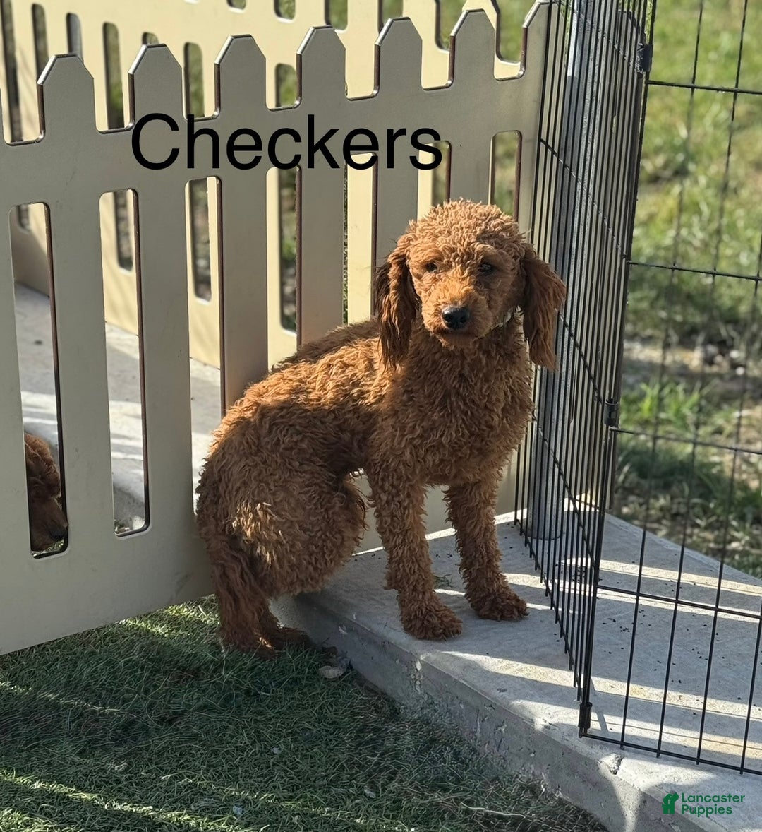 Mini Goldendoodle dogs for sale: Pumpkin - Ad 6