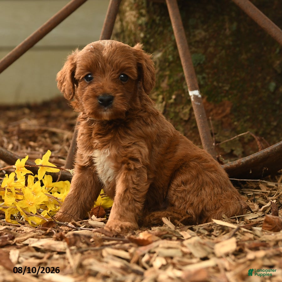 Goldendoodle dogs Chase - Ad 1