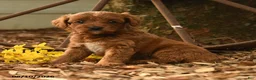 Goldendoodle dogs for sale: Chase - Ad 1