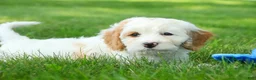Mixed Breed dogs for sale: Nugget Munchkin Bernedoodle - Ad 4