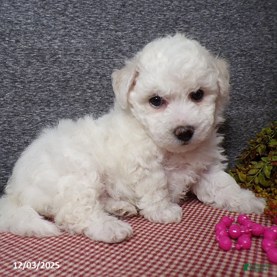 Bichon Frise dogs Snowy - Ad 17
