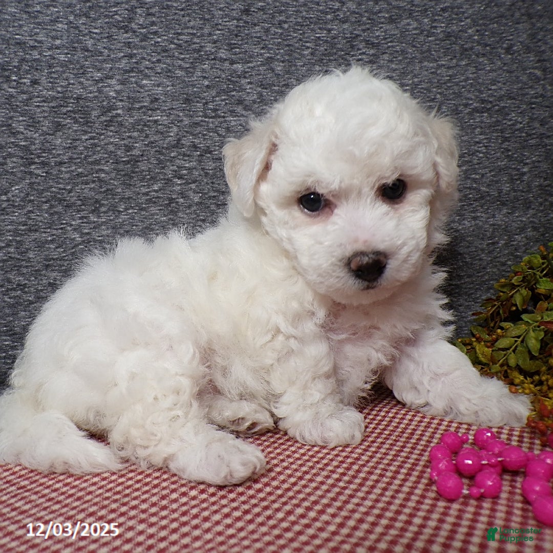 Bichon Frise dogs for sale: Snowy - Ad 1