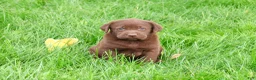 Labrador Retriever dogs for sale: Ezra - Ad 2