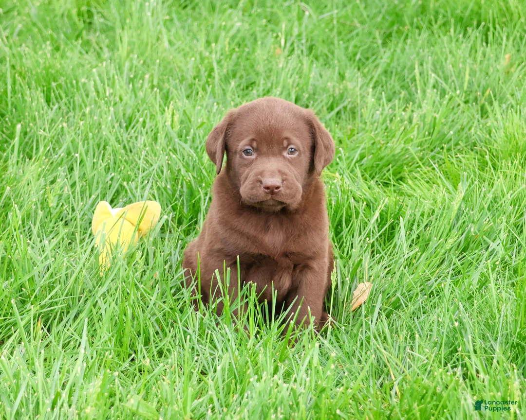 Labrador Retriever dogs for sale: Ezra - Ad 2