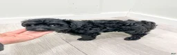 Yorkiepoo dogs for sale: Tisha - Ad 7