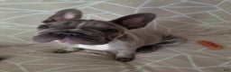 French Bulldog dogs for sale: Junior  - Ad 2