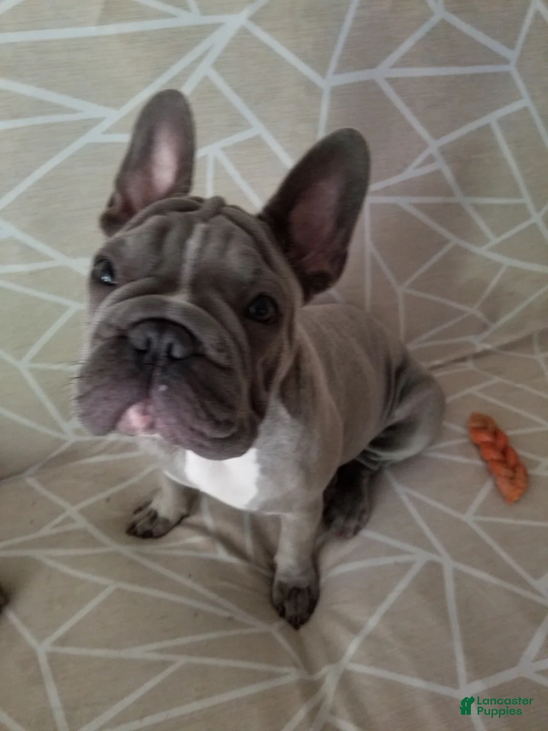 French Bulldog dogs for sale: Junior  - Ad 10