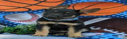 German Shepherd dogs for sale: Pearson - Ad 2