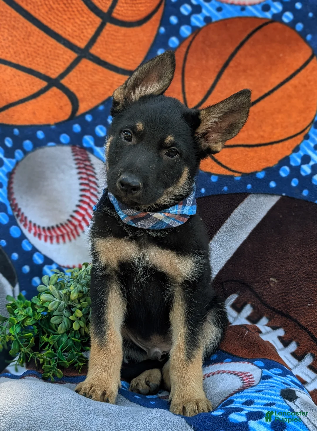 German Shepherd dogs for sale: Pearson - Ad 2