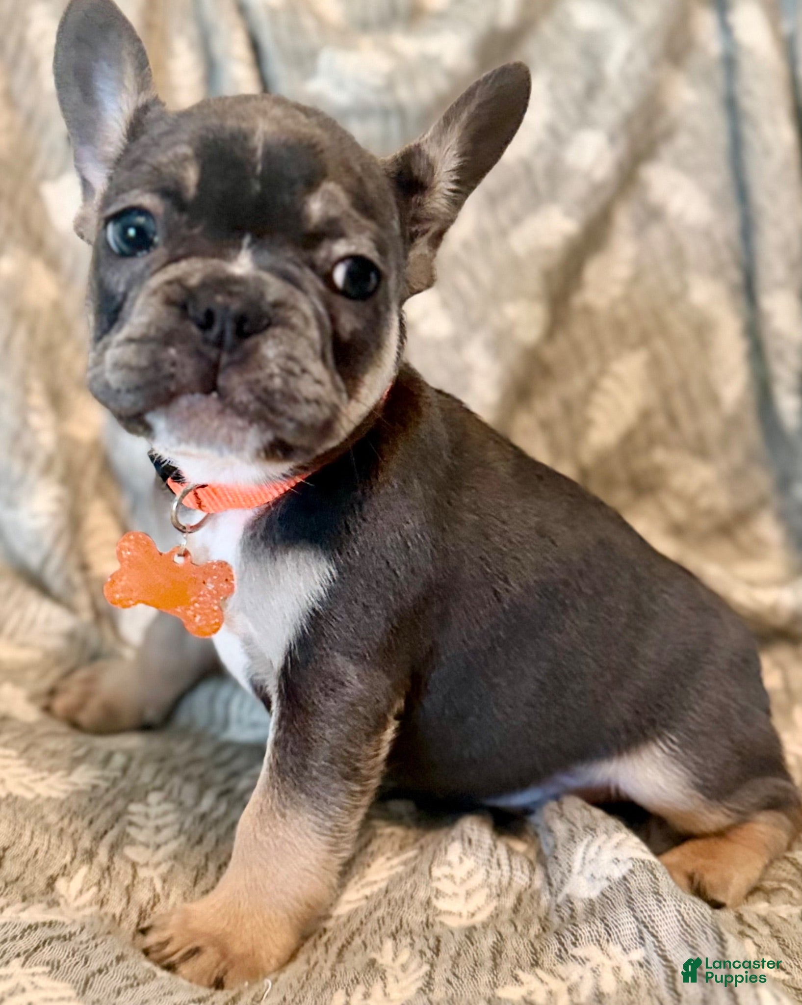 French Bulldog dogs Your new best friend/ fluffy gene - Ad 38